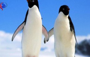 بالفيديو.. بطريق يكتشف كاميرا ويلتقط صورة 