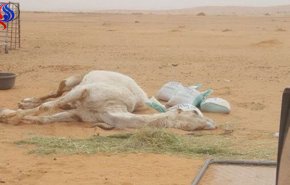 شاهد.. سعوديون يحنطون ناقة نافقة لهذا السبب!