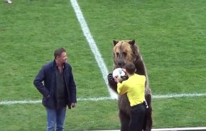 بالفيديو: دب يفتتح مباراة في الدوري الروسي.. هل نشاهده في كأس العالم؟!