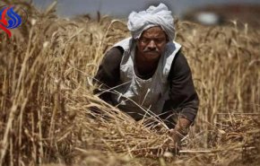 مصر تشتري 45% من القمح المحلي المستهدف للموسم الحالي
