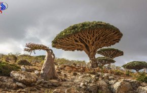 شيخ مشايخ “سقطرى: 
