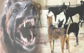رعب في قرى الهند.. الكلاب المتوحشة تأكل 6 أطفال خلال أسبوع