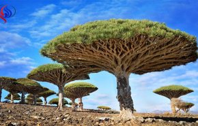 شجرة 