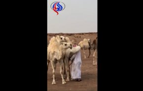 شاهد. ناقة تستقبل صاحبها بالعناق بعد غيابه عنها !