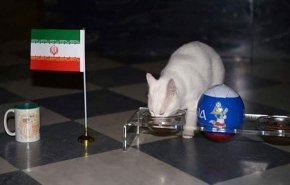 القط أخيل يتوقع الفائز في مواجهة إيران والمغرب اليوم
