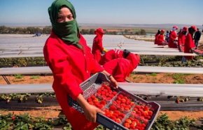 العاملات المغربيات يذقن مرارة الفراولة الإسبانية بجنيها!