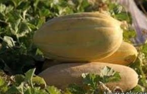 العراق يجيز استيراد أصناف من الخضروات والفواكه الايرانية