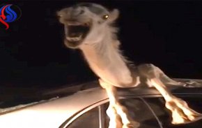 غريبة جدا ..شاهد جمل يقتحم سيارة سعودي في الأردن!