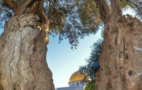 بالصورة.. شجرة في القدس أقدم من تاريخ أمريكا بألف سنة 