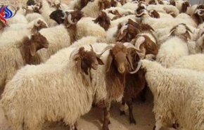 الجزائر تطلق حملة لجمع جلود الأضاحي.. لهذا السبب