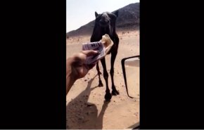 فيديو لسعودي يُطعم بعيره أوراقاً نقدية فئة 100 ريال يثير جدلا!