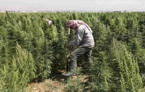 الإعدام  لكل من يقدم على زراعة 