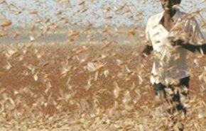 9 دول إفريقية تطلق قوة مشتركة لمواجهة الجراد الصحراوي
