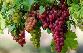 العلماء يكشفون فائدة غير متوقعة للعنب