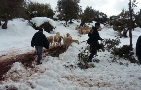 وفاة راعي غنم بين الثلوج في المغرب