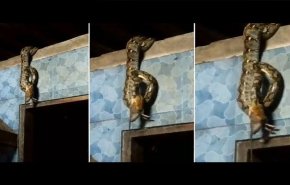 مشهدٌ مرعب.. أفعى تتدلّى من السقف لتبتلع فأراً! 