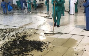 شاهد/ الحشرات تجتاح الحرم المكي!