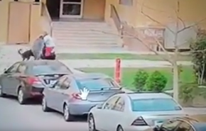 فيديو مؤلم.. كلبان يفترسان طفلاً مصرياً بوحشية