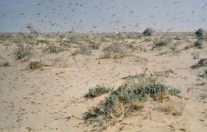 اسراب من الجراد الصحراوي تجتاح مدينة أردنية