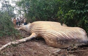 حوت الغابة يحير العلماء .. كيف جاء إلى هنا؟
