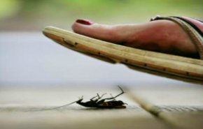 'كارما الصرصور'.. اراد قتله فهذا ما حدث له!