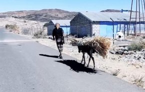 تنظيم القاعدة في اليمن يستخدم الحمير لتنفيذ تفجيراته