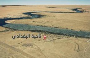 شاهد بالصور.. خنافس سوداء تهاجم البغدادي في العراق