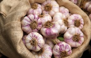 هكذا يؤثر تناول الثوم دون طهي على كبار السن