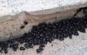 بالصور..خنافس سوريا تجتاح لبنان هل هي دلالة على زلزال؟