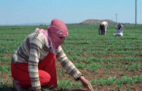 بتوجيه من الرئيس الأسد.. خبر سار للفلاحيين السوريين 