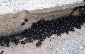 حشرة غريبة تغزو محافظات مصرية وتثير الذعر بين المواطنين