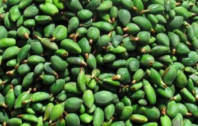 لمحبي اللوز الأخضر.. هل تعرفون هذه المعلومات عنه؟