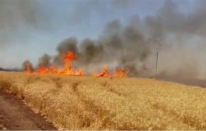 التجارة العراقية تصدر بيانا بشأن حرائق حقول الحنطة