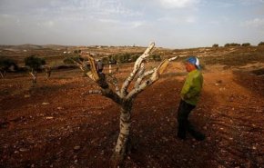 الاحتلال يدمر حقول الزيتون وآبار المياه شمال الضفة