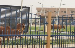 صورة/ أبقار تتلف ممتلكات عامة بالسعودية