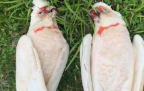 هلع في أستراليا.. 'طيور تنزف' وتتساقط من السماء