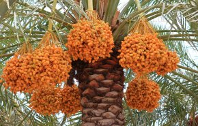 ماذا يحصل للجسم عند تناول التمور يوميا