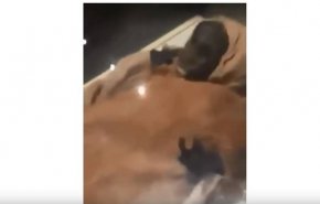 مصر.. تحقيق عاجل في 