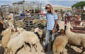 كساد غير مسبوق بالأضاحي بالضفة الغربية