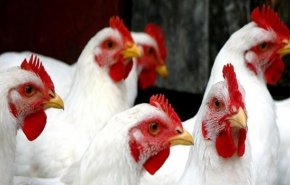 الزراعة الايرانية: طاقة انتاج اللحوم البيضاء 2.5 مليون طن سنويا