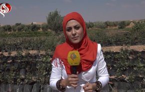 شاهد.. سوريا تحصل علی الف طن من 'الذهب الأحمر'