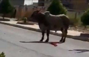 شاهد..فوضى عارمة ورصاص على ثور هائج بديالى