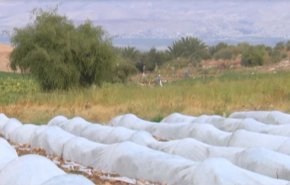 شاهد:السيطرة على الاغوار يعني السيطرة على مأكل ومشرب الفلسطينيين  