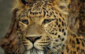 رواد شبكات التواصل لم يستطيعوا إيجاد الفهد في الصورة...هل تستطيع أنت؟