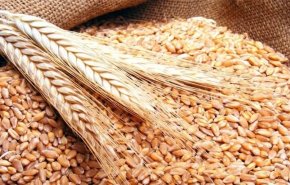 سوريا تطرح مناقصة لشراء 150 ألف طن قمح روسي