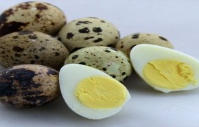 مالم تسمعه عن فوائد بيض السمان لجسم الانسان