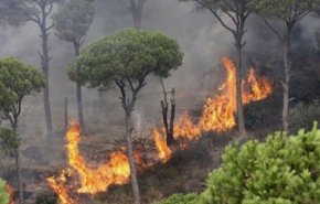 حرائق لبنان السياسية تمتد إلى أحراجه الطبيعية