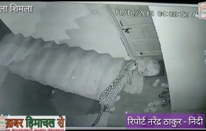 بالفيديو.. فهد جائع يفترس كلبا منزليا ضخما اثناء نومه