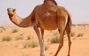 شاهد.. جمل يلقن شابا درسا قاسيا