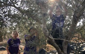 مستوطنون يسرقون محاصيل الفلسطينيين